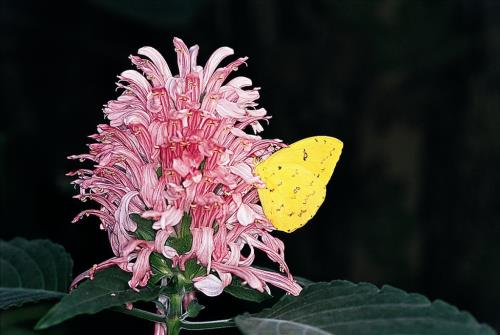 Inaugurata al Bioparco di Roma l’area tematica Farfalle & Co.