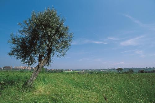 Approvato il piano per la riserva naturale Valle dei Casali