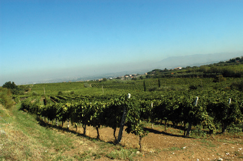 A rischio la vendemmia 2013 del Frascati Doc