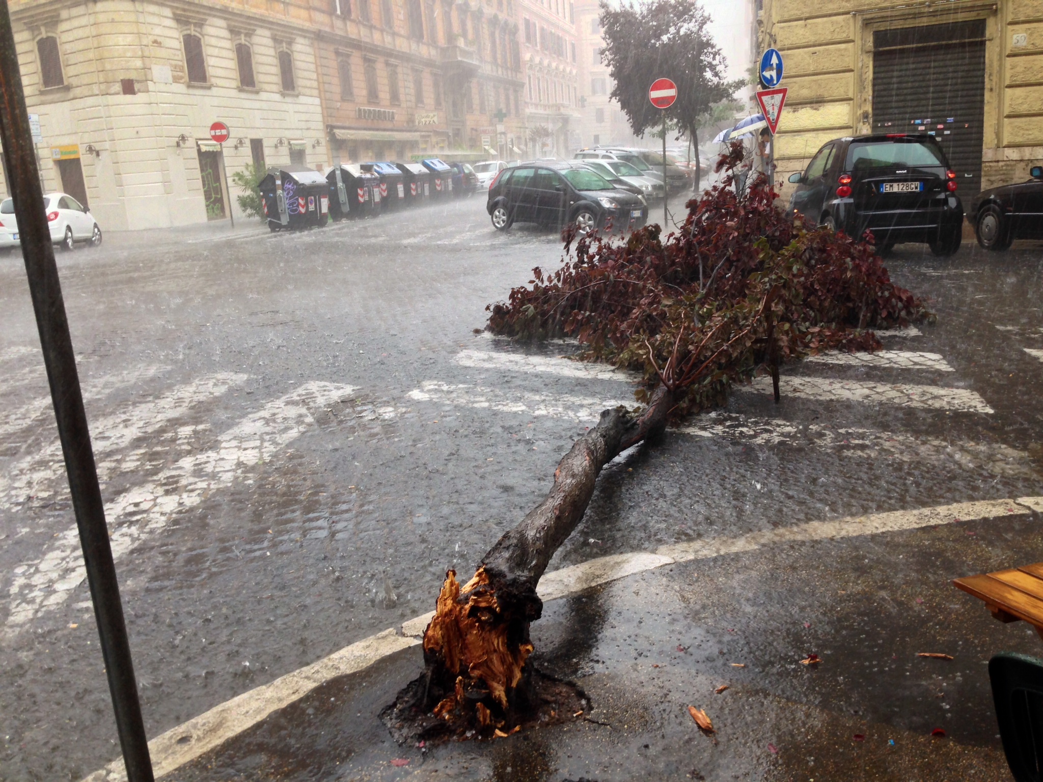 Pioggia e grandine a Roma: albero cade in via Vespasiano – FOTO