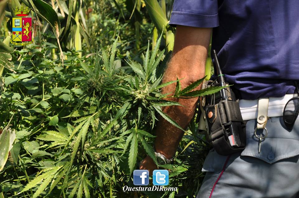 Roma, 4 pusher coltivavano 20mila piante di marijuana