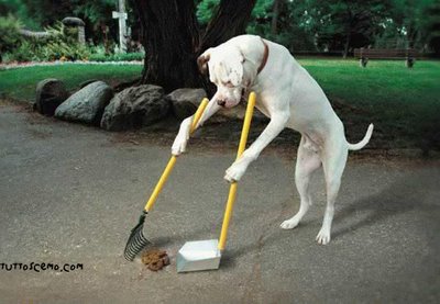 Ostia Antica, “Mancata raccolta delle feci canine”