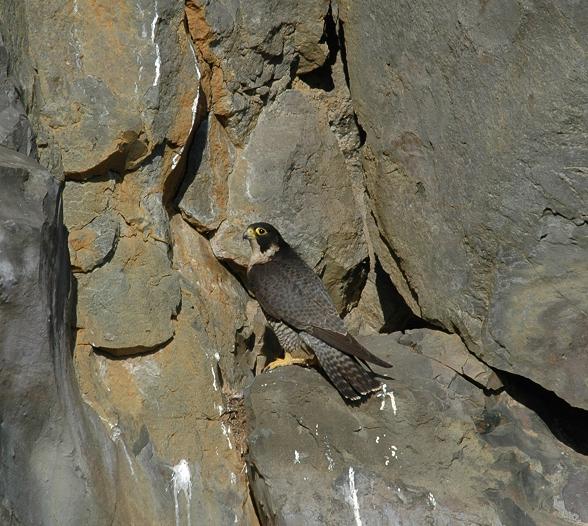 Concluso il monitoraggio del Falco Pellegrino al Parco dei Castelli