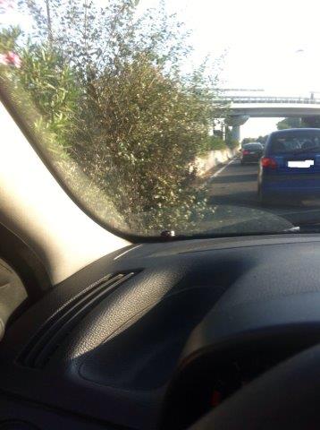 Via del Mare strada pericolosa: i cespugli invadono la carreggiata