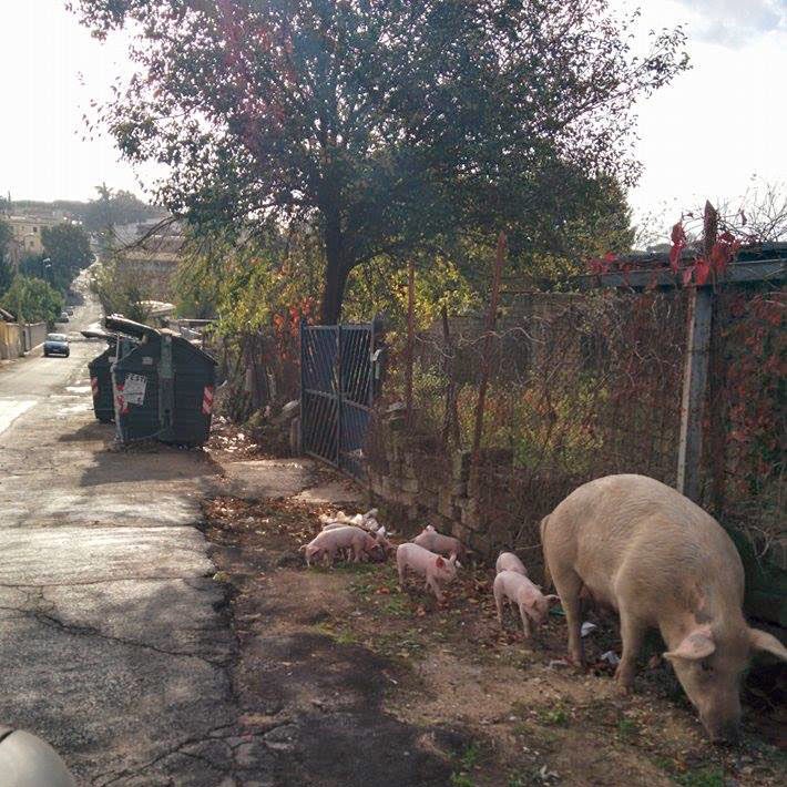 Maiali 2.0, tornano i suini a Boccea. La denuncia del blog ‘RomaFaSchifo’