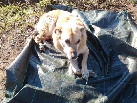 Ciampino, ritrovato cane ferito e impaurito sull’Appia Nuova