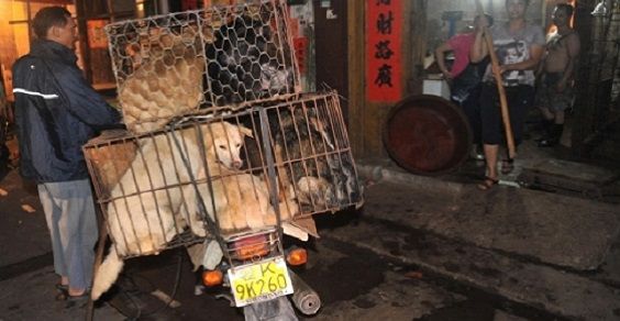 Una petizione contro il “Festival della carne di cane”