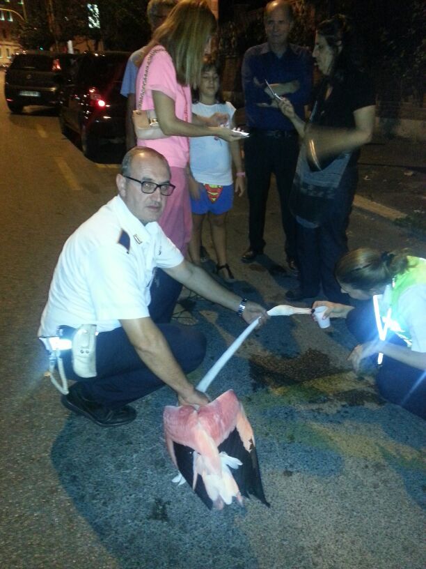 Roma, Vigili catturano un fenicottero in zona Parioli