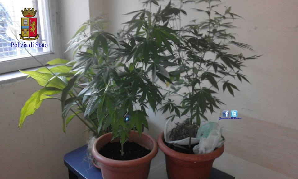 Intervengono per una lite e nella casa vicina scoprono piante di marijuana