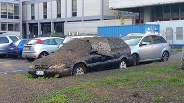 Piccioni e alberi, il terrore dei romani proviene dal cielo