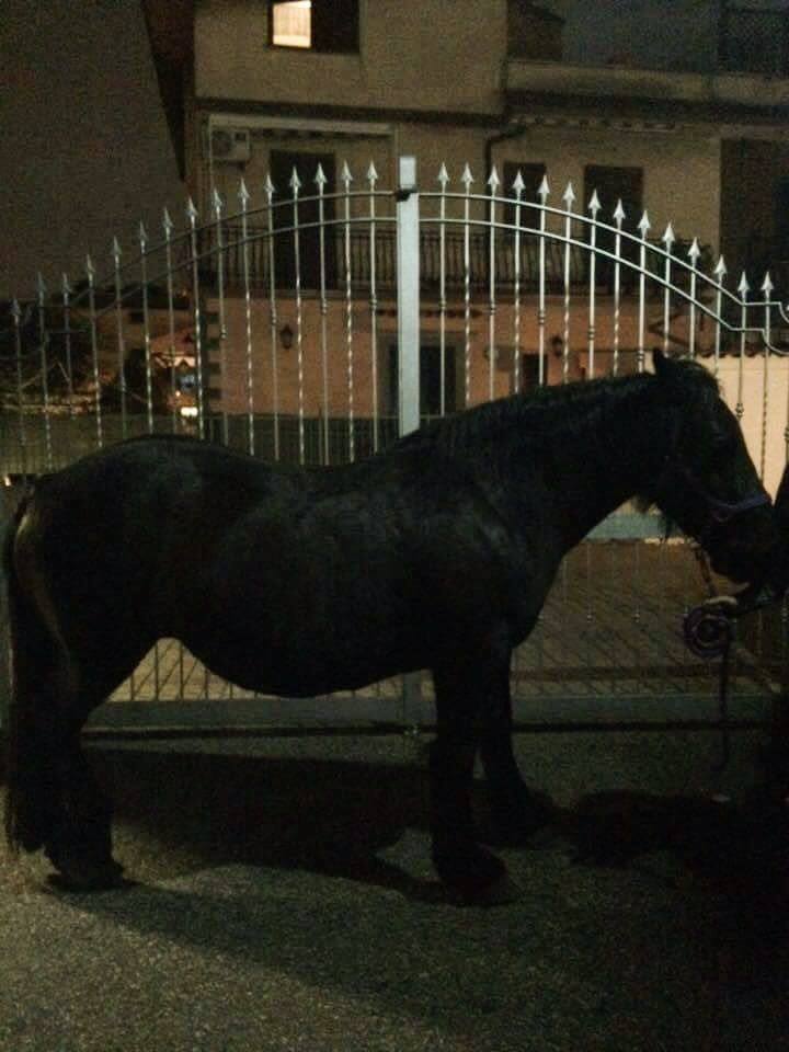 Ciampino, un cavallo a spasso per via di Morena