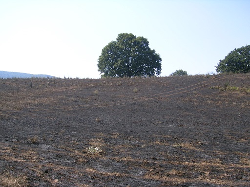 Incendio al Tuscolo, un ettaro e mezzo a fuoco