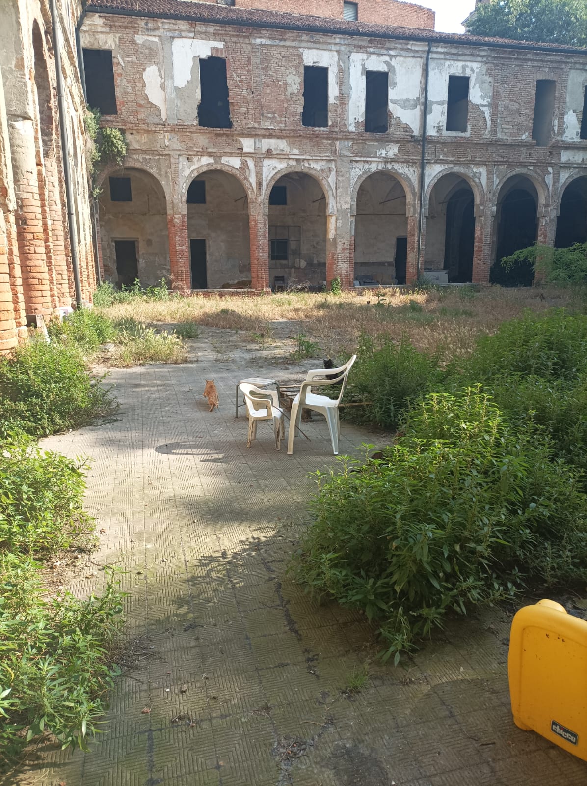 Cremona, Rea: “Basta inefficienze. Sindaco sistemi colonia felina in luogo sicuro e adeguato”