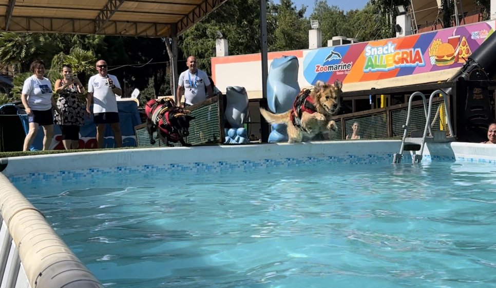 A 2 e 4 zampe. A Zoomarine torna l’evento “Splash Dog” e una campagna per la sicurezza in acqua per i più piccoli